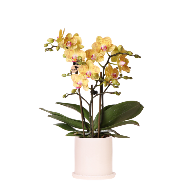Kolibri Orchids | Gele Phalaenopsis Orchidee - Blossom Lima in Melody Sierpot - Ø9 cm