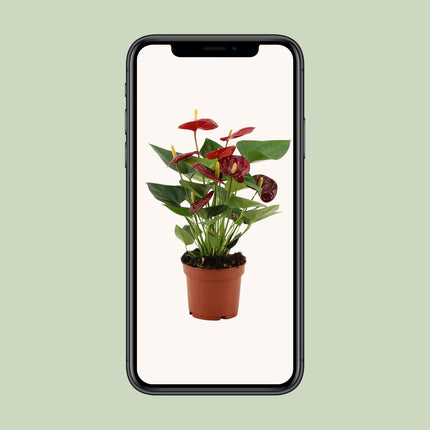 Anthurium Calon - ↕36cm - Ø12cm