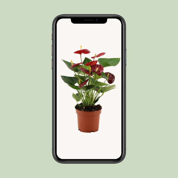 Anthurium Calon - ↕36cm - Ø12cm