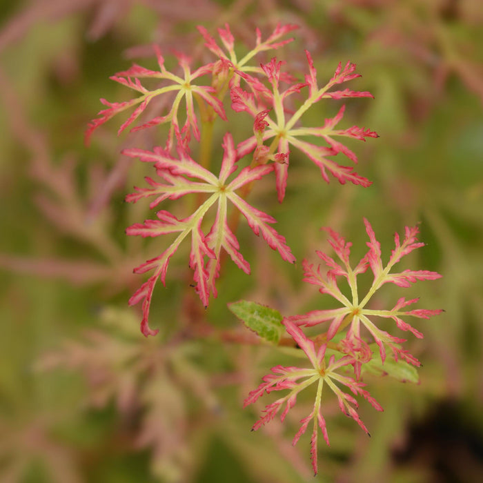 Japanse Esdoorn - Acer Palmatum Seiryu - ↕35cm - Ø12cm