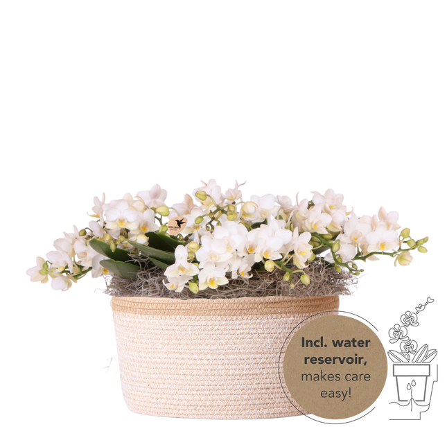 Kolibri Orchids | Vit Jungle Bouquet Botanic Nazare i bomullskorg