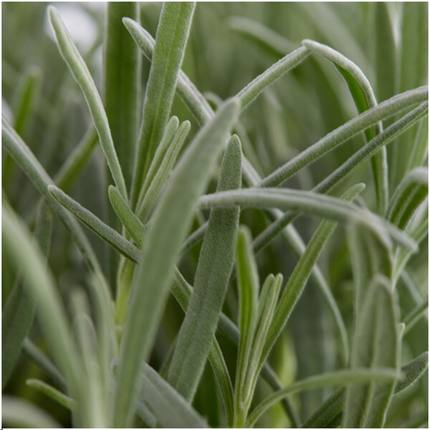 Lavendel Angustifolia - ↕15cm - Ø7cm - 24x