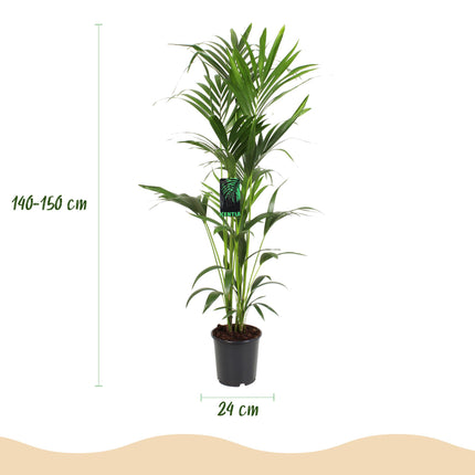 Howea Forsteriana - Kentia Palm - ↕140-150cm - Ø24cm