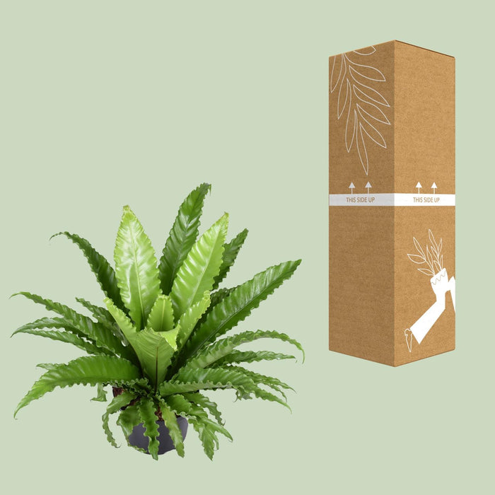 Asplenium Antiquum Osaka - ↕60cm - Ø23cm