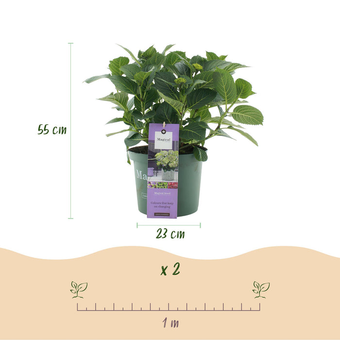 Terrasplant - Hortensia - Hydrangea Magical Jewel Blue - Blauw - 6-10 Bloemen - Pot 23cm Hoogte 55cm
