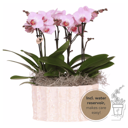 Kolibri Orchids | Roze Jungle Bouquet Antwerpen in Oyster Dish