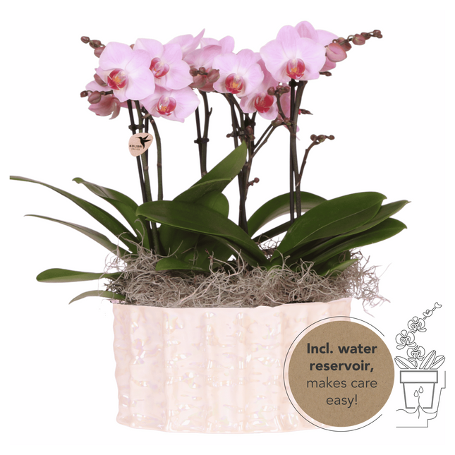 Kolibri Orchids | Pink Jungle Bouquet Antwerpen i Oyster-skål