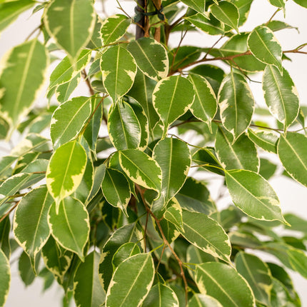 Ficus Benjamina Goldenking in Mand Selin - ↕95cm - Ø21cm