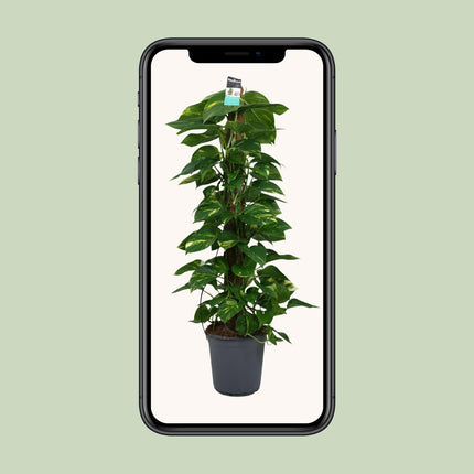 Scindapsus - Epipremnum - ↕120cm - Ø24cm