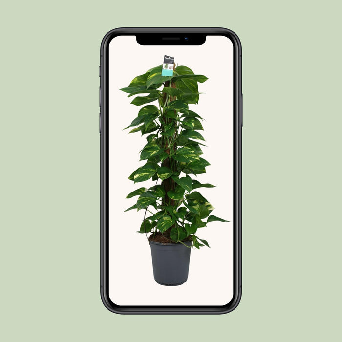 Scindapsus - Epipremnum - ↕120cm - Ø24cm