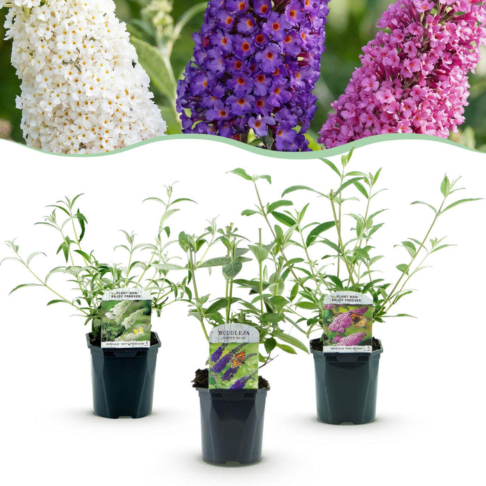 Buddleja davidii Tricolour - Vlinderstruik - Blauw - Roze - Wit - ↕45cm - Ø17cm - 3x
