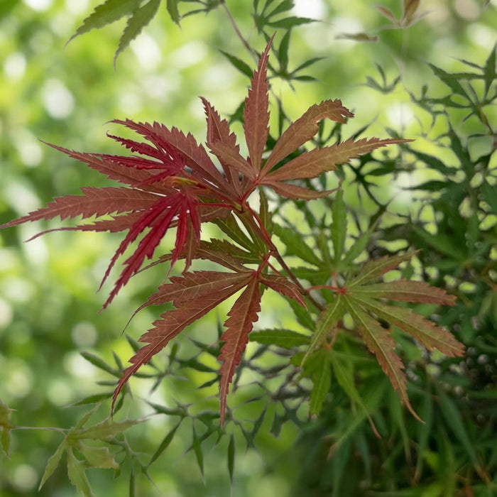 Acer palmatum Jerre Swarts - Japanse Esdoorn - Bladverliezend - Oranje-Rood - 1 - Pot 26cm - Hoogte 90cm