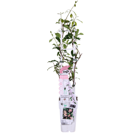 Trachelospermum 'Star of Ibiza' - Pink Tuscan Jasmine - ↕65cm - Ø15cm