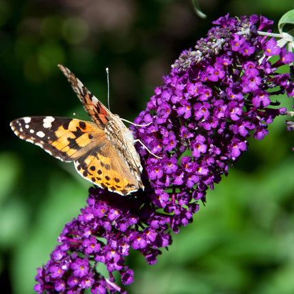 Schmetterlingsstrauch (Buddleja davidii 'Black Night') – Lila Blüte – ↕25 cm – Ø17 cm – 1 Stück