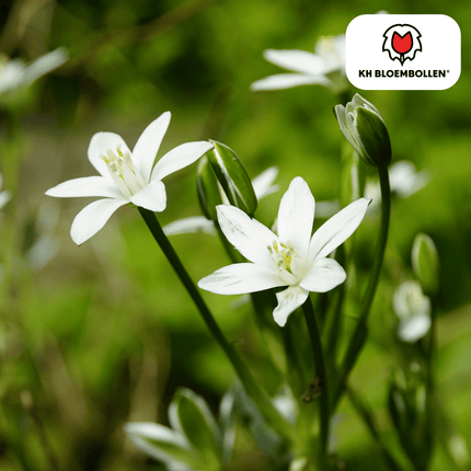 Star of Bethlehem bulbs 30 pieces