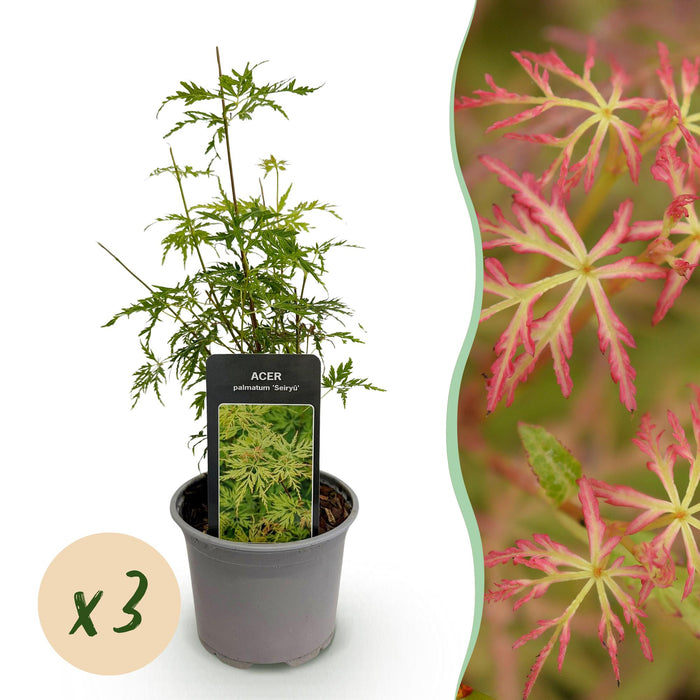 Acer palmatum Seiryu - Pot de 12 cm, hauteur 35 cm - 3x