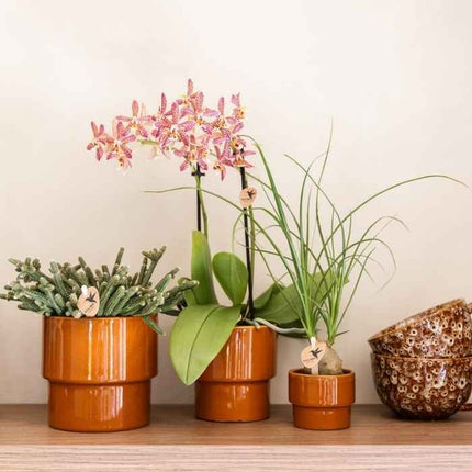 Beaucarnea - Olifantspoot - Kolibri Greens - Ø6cm