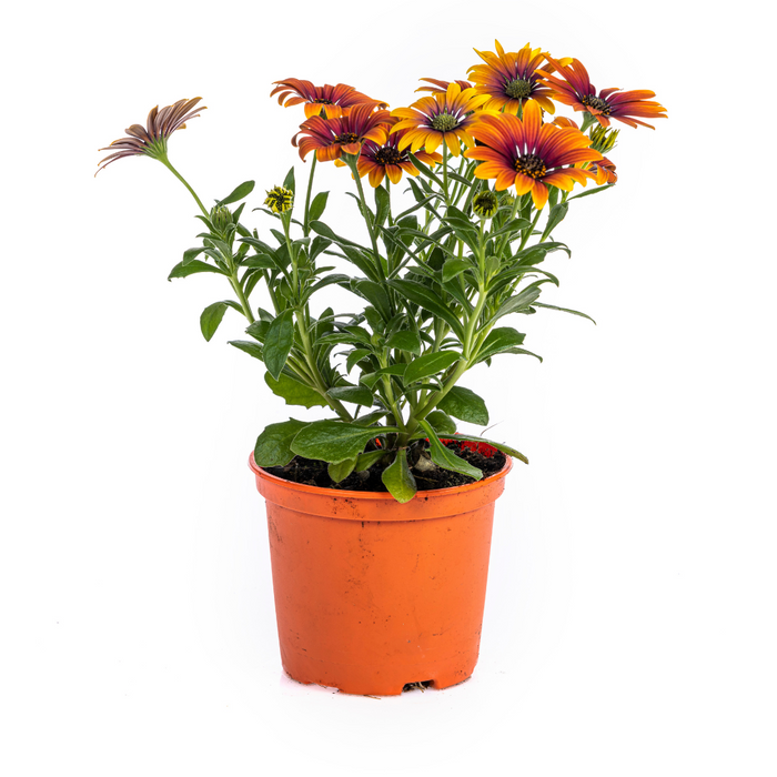 Spaanse Margriet - Osteospermum ecklonis Mix Ø12 cm - ↕20 cm - 8x