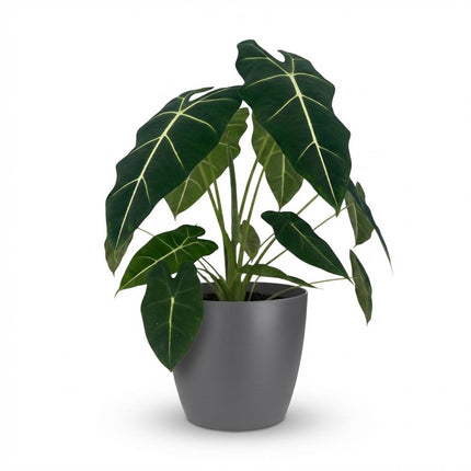 Alocasia Frydek - Elephant Ear - with grey pot - ↕60cm - Ø19cm