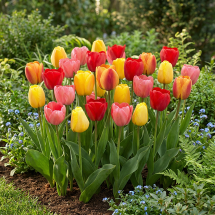 320x Tulipa Darwin Hybride mix - Bloembollen - Darwin-tulp mix - Diversen - Voorjaarsbloeier - Bolmaat 10/12