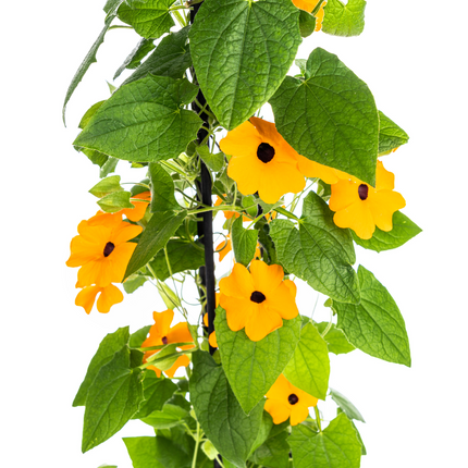 Suzanne der schönen Augen – Thunbergia alata Sunny Susy New Orange – ↕60 cm – Ø13 cm – 4x