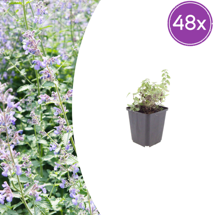 Nepeta faassenii - Kattenkruid - ↕10-25cm - Ø9cm - 48x