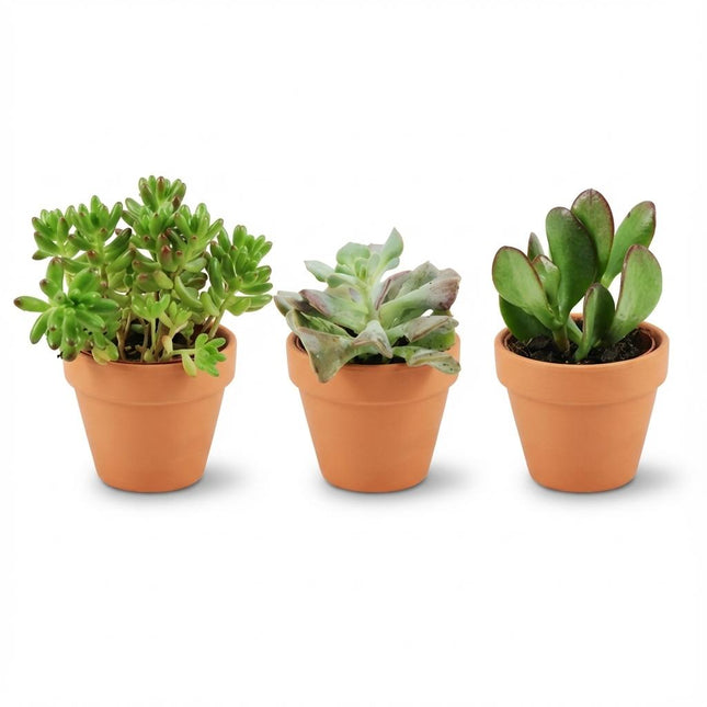 Mezcla de mini suculentas - ↕5-10cm - Ø8.1cm - Macetas de terracota - 3x