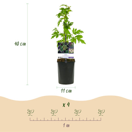 Thornless blackberry - Rubus Thornfree Evergreen - ↕40cm - Ø11cm - 2x