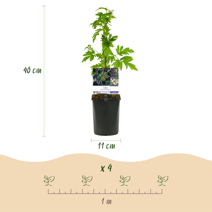Fruitplant - Braam - Rubus Thornfree Evergreen - Zwarte Braam - Doornloos - 2 planten -  Pot 11cm Hoogte 40cm