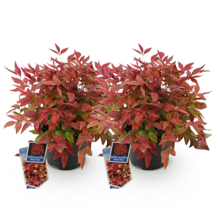 Nandina Blush Pink - Donker Roze - 2 Planten - Groenblijvend - Weinig Onderhoud - Pot 17cm Hoogte 40cm