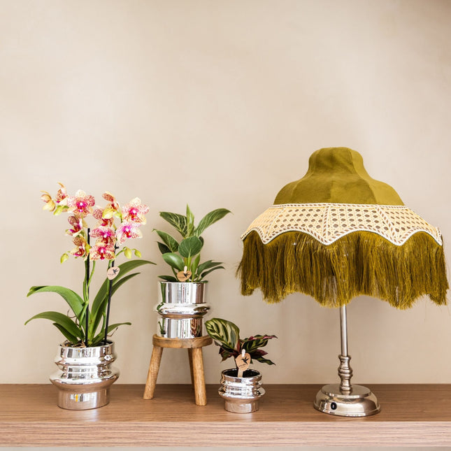 Kolibri Orchids | Plantenset Chrome - Oranje-Gele Phalaenopsis Orchidee Mineral Grosseto & Philodendron White Measure & Calathea Makoyana