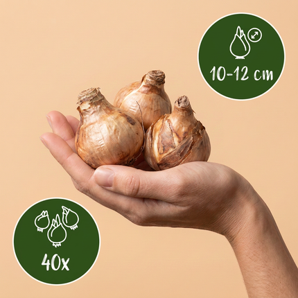 40x Narcissus Replete - Bloembollen - Dubbele narcis Replete - Wit en Oranje - Voorjaarsbloeier - Bolmaat 10/12