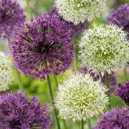 80x Allium Purple - Bloembollen - White Mix - Sierui paars-wit mix - Paars en Wit - Zomerbloeier - Bolmaat 10/12
