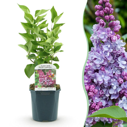 Syringa vulgaris Michel Buchner - Liliowy pospolity - Różowy - ↕45cm - Ø17cm
