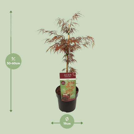Acer Palmatum 'Garnet' - Japanse Esdoorn - ↕40cm - Ø19cm