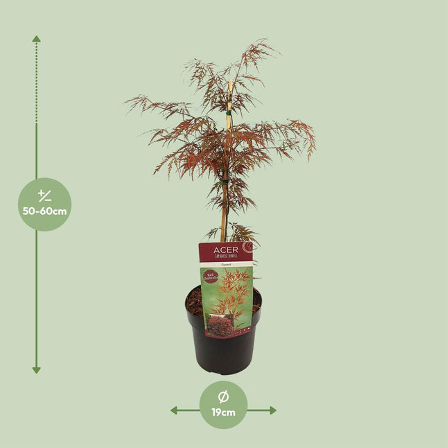 Acer Palmatum 'Garnet' - Acero giapponese - ↕40cm - Ø19cm