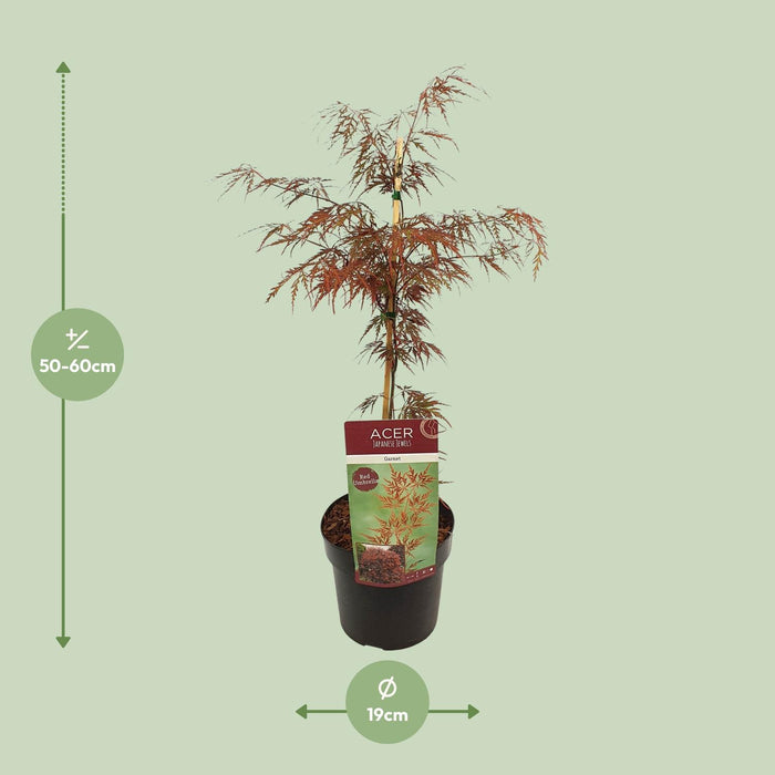 Acer Palmatum 'Garnet' - Japanse Esdoorn - ↕40cm - Ø19cm