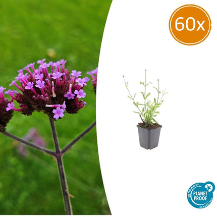 Verbena Bonariensis 'Lollipop' - IJzerhard - ↕10-25cm - Ø9cm - 60x