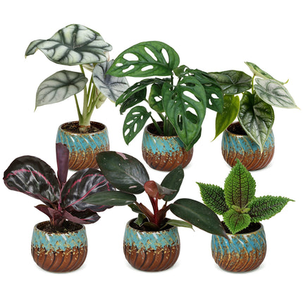 Baby Planten Jungle Mix - Diversen 3x - Tropisch - incl. Copper Reef - Ø6cm - ↕10-15cm