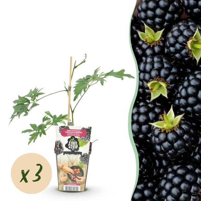 Groenblijvende Braam - Rubus Thornless Evergreen - Winterhard - 3 Planten - Pot 9 cm - Zwarte Braam