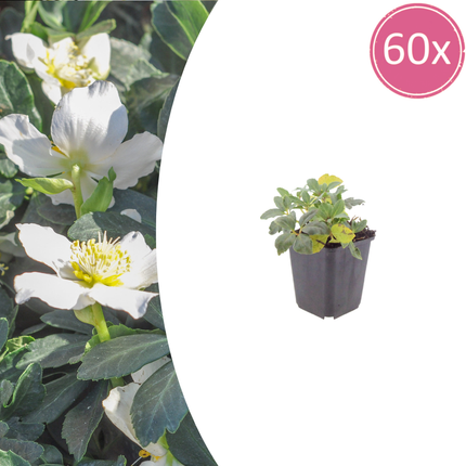 Christrose - Helleborus niger - ↕10-25cm - Ø9cm - 60x