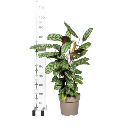 Calathea Oppenheimiana con cesta - ↕80-100cm - Ø24cm