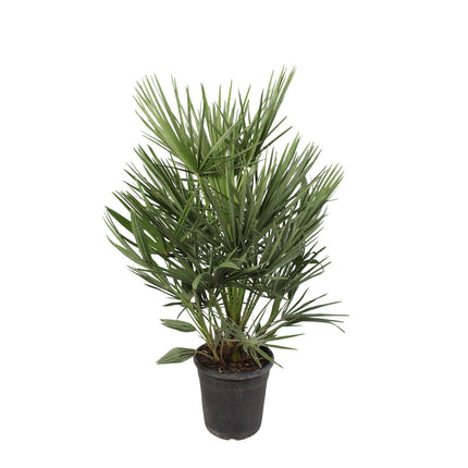 Chamaerops Humilis - Dwergpalm - ↕100cm - Ø21cm