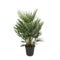 Chamaerops Humilis (Dwergpalm)