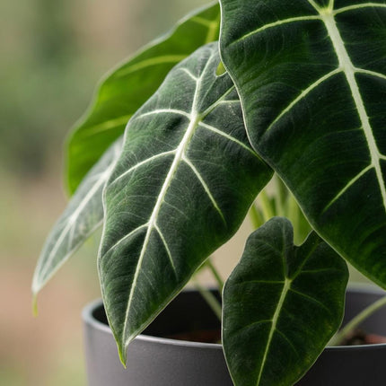 Alocasia Frydek - Elephant Ear - with grey pot - ↕60cm - Ø19cm
