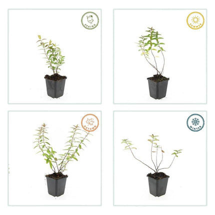 Hypericum 'Hidcote' - ↕10-25cm - Ø9cm - 24x