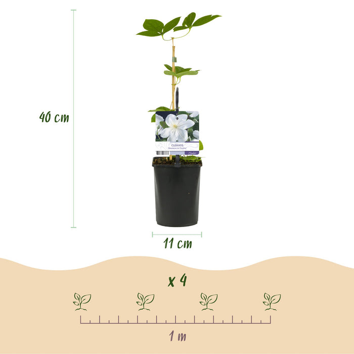 Clematis Madame Le Coultre - Bosrank - bloem wit - ↕40cm - Ø11cm - 2x
