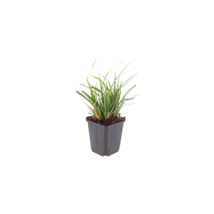 Carex morrowii - Zegge - ↕10-25cm - Ø9cm - 6x