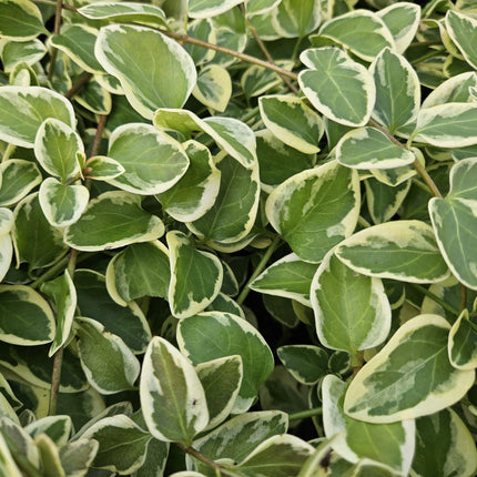 Vinca major 'Variegata' - Pervinca grande - ↕10-25cm - Ø9cm - 24x