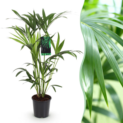 Howea Forsteriana - Kentiapalme - ↕80-85cm - Ø19cm